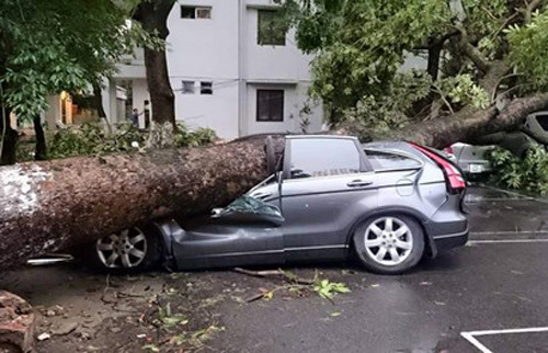  Một ôtô bị cây cổ thụ đè trong cơn giông lốc hôm 13/6. Ảnh: otofun.