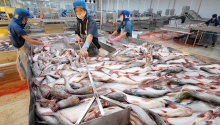 6 tháng đầu năm 2015, diện tích nuôi thả mới cá tra đạt hơn 1.950 ha, tăng 0,21% so với cùng kỳ năm 2014. Nguồn: tienphong.vn