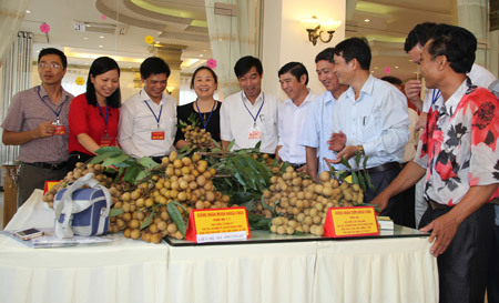 Nhãn lồng Hưng Yên được trưng bày giới thiệu tại hội nghị xúc tiến thương mại nhãn năm 2015 của tỉnh