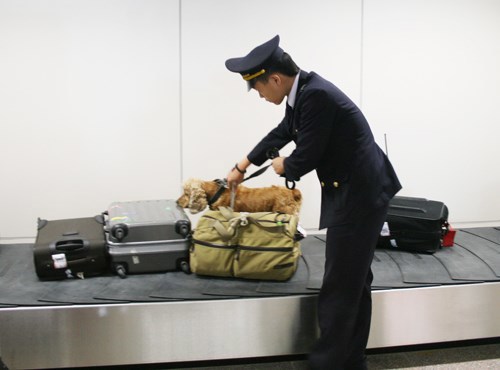 Hải quan cửa khẩu Sân bay quốc tế Đà Nẵng sử dụng chó nghiệp vụ phát hiện ma túy trong hành lý của khách xuất nhập cảnh. Nguồn: infonet.vn