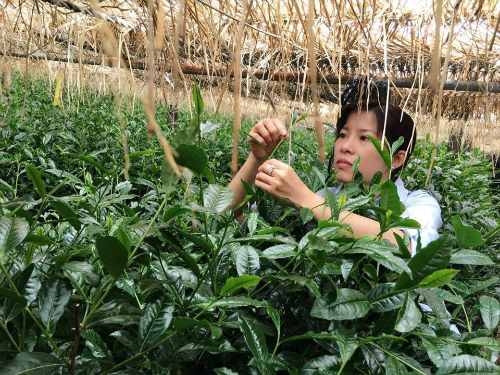  Chị Nguyễn Thanh Nhung thăm các vườn chè của đối tác tại Nhật. Nguồn: vnexpress.net