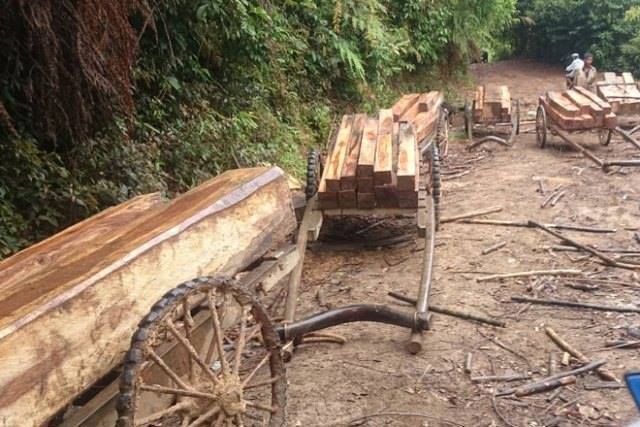 Gỗ rừng tự nhiên bị đốn hạ rồi vận chuyển ra ngoài bằng xe trâu công khai. Nguồn: laodong.vn