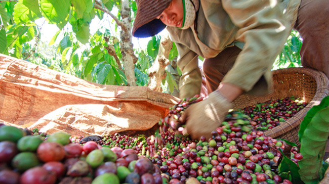 Cà phê là mặt hàng xuất khẩu của Việt Nam có xu hướng giảm trong 6 tháng đầu năm.