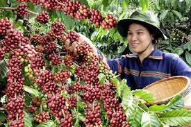 Phát triển cây cafe là một mục tiêu lớn của phát triển nông nghiệp. Nguồn ảnh: internet