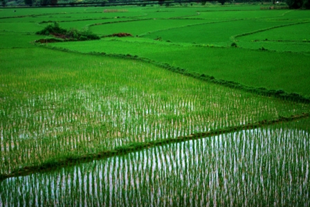Đất chuyên trồng lúa nước được NSNN hỗ trợ 1 triệu đồng/ha/năm. Nguồn: internet