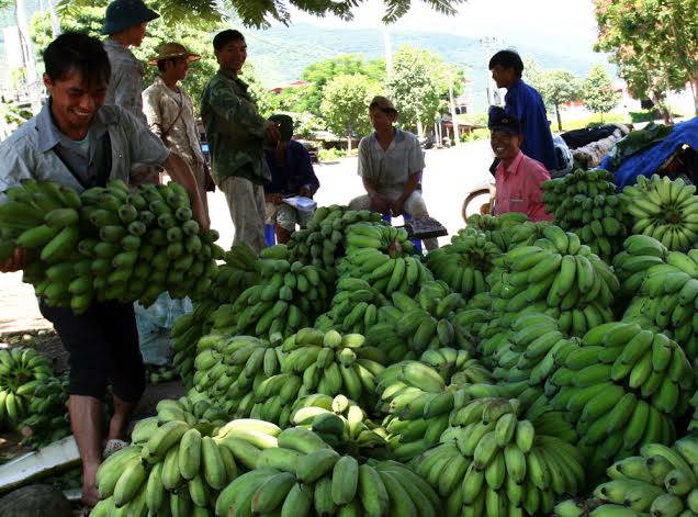 Sản phẩm của nông dân tỉnh Lai châu không những đáp ứng nhu cầu trong tỉnh mà còn xuất khẩu, cung cấp cho thị trường trong nước. Nguồn: laichau.gov.vn