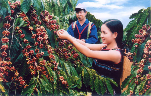 Cà phê là một trong những mặt hàng nông sản có thế mạnh xuất khẩu của Lai Châu
