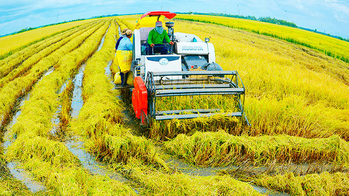 Để bảo đảm an ninh lương thực, diện tích đất trồng lúa ước cần khoảng 3,57 triệu ha. Ảnh: Nguyễn Văn Dương