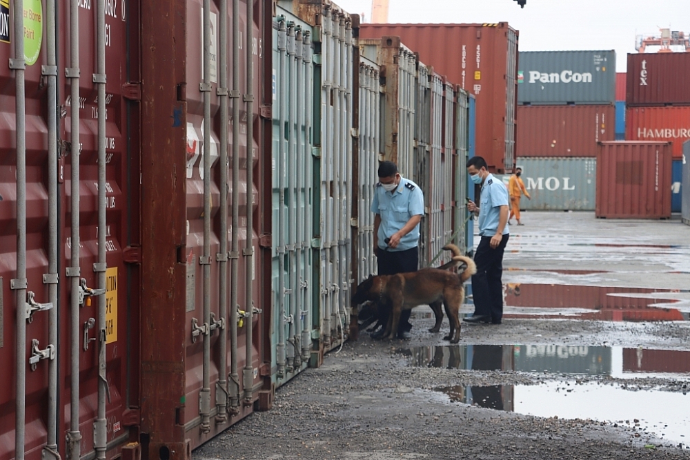 Công chức Đội Kiểm soát hải quan (Cục Hải quan Hải Phòng) sử dụng chó nghiệp vụ tuần tra, kiểm soát ở khu vực cảng Hải Phòng. Ảnh: T.Bình