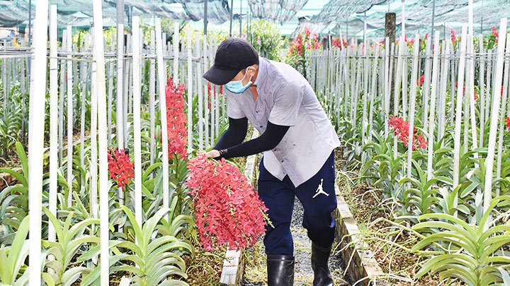 Mô hình trồng lan công nghệ cao của Hợp tác xã hoa lan Huyền Thoại.