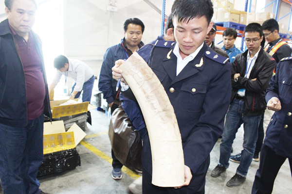 Ngà voi trong thùng carton do lực lượng Hải quan phát hiện ngày 3/3. Nguồn: PV.