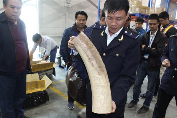 Lực lượng Hải quan phát hiện, bắt giữ ngà voi tại sân bay quốc tế Nội Bài vào tháng 3/2017. Nguồn: PV.