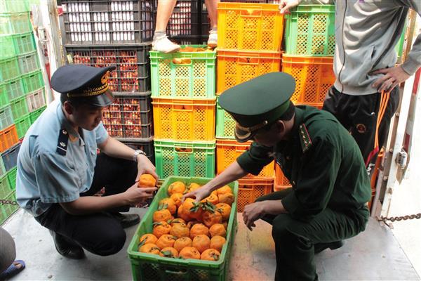 Lực lượng chức năng kiểm tra hoa quả nhập khẩu tại cửa khẩu Lào Cai. Nguồn: PV.