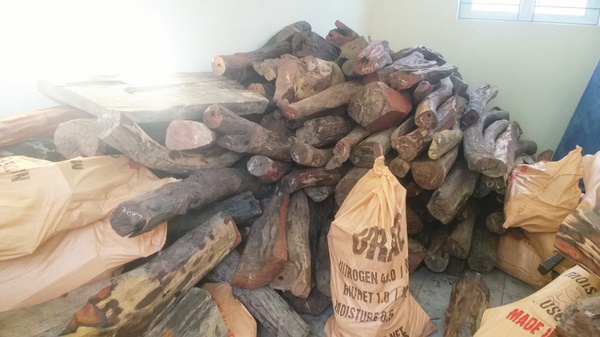 Hơn 3 tấn gỗ trắc nhập lậu do lực lượng Hải quan Quảng Nam phát hiện trong tháng 4/2018. Nguồn: PV.