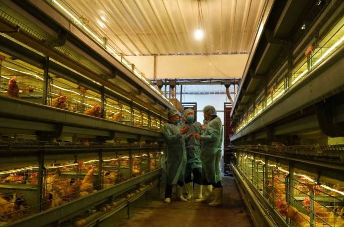  Lãnh đạo Bộ NN&PTNT đến thăm trại nuôi gà đẻ của Dabaco để kiểm tra, nắm bắt tình hình chống dịch cúm gia cầm. Ảnh: K. Lực 