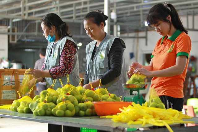 Đóng gói sản phẩm táo xuất ra thị trường tại Công ty TNHH đầu tư và phát triển TTM FARM, xã Lý Thường Kiệt (Yên Mỹ - Hưng Yên). Ảnh: Minh Quyết.