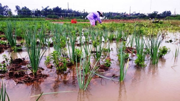 Mưa lũ gây ngập lụt hoa màu tại Quảng Nam. Nguồn: internet