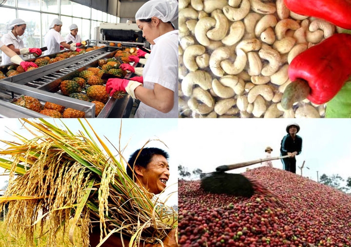 Hoạt động sản xuất kinh doanh nông sản của Việt Nam đã từng bước được mở rộng và tiến tới đẩy mạnh xuất khẩu ra nước ngoài. Nguồn: internet