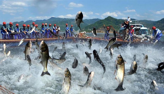 3 tháng đầu năm, cá tra sang Nhật Bản đạt 8,58 triệu USD. Nguồn: internet