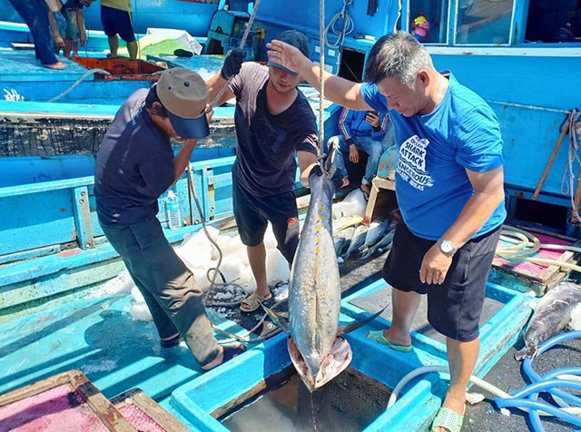 Cá ngừ đại dương có kích thước nhỏ, cân nặng khoảng 35kg-40kg được bảo quản trong hầm đá lạnh trước khi được đưa lên bờ bán cho thương lái ở cảng Hòn Rớ (Nha Trang, Khánh Hòa). Ảnh: Phan Sáu.