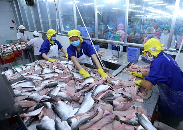 Đối với các nhà sản xuất, xuất khẩu cá tra-basa khác của Việt Nam, mức thuế CBPG không thay đổi, vẫn ở mức 2,39 USD/kg.