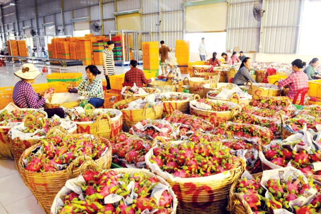 Giá trị xuất khẩu nhiều mặt hàng nông sản chủ lực của Việt Nam đồng loạt lao dốc. Nguồn: internet