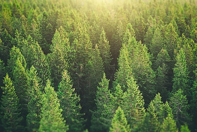 Phục hồi rừng là giải pháp tốt nhất hiện nay để góp phần ứng phó với tình trạng biến đổi khí hậu. (Nguồn: Physics World)