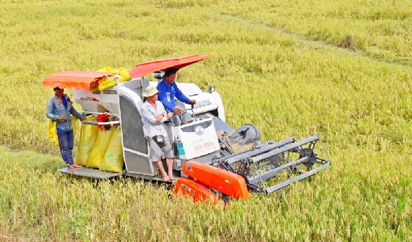 Thu hoạch lúa ở tỉnh Hậu Giang. Ảnh: An Hòa