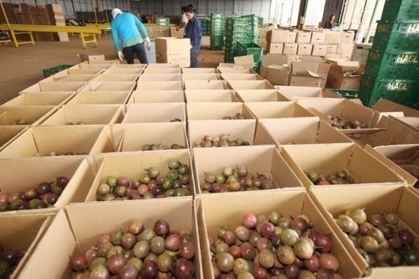  Các DN lớn như Đồng Giao, Vina T&T chuẩn bị xuất khẩu trái cây sang EU. 