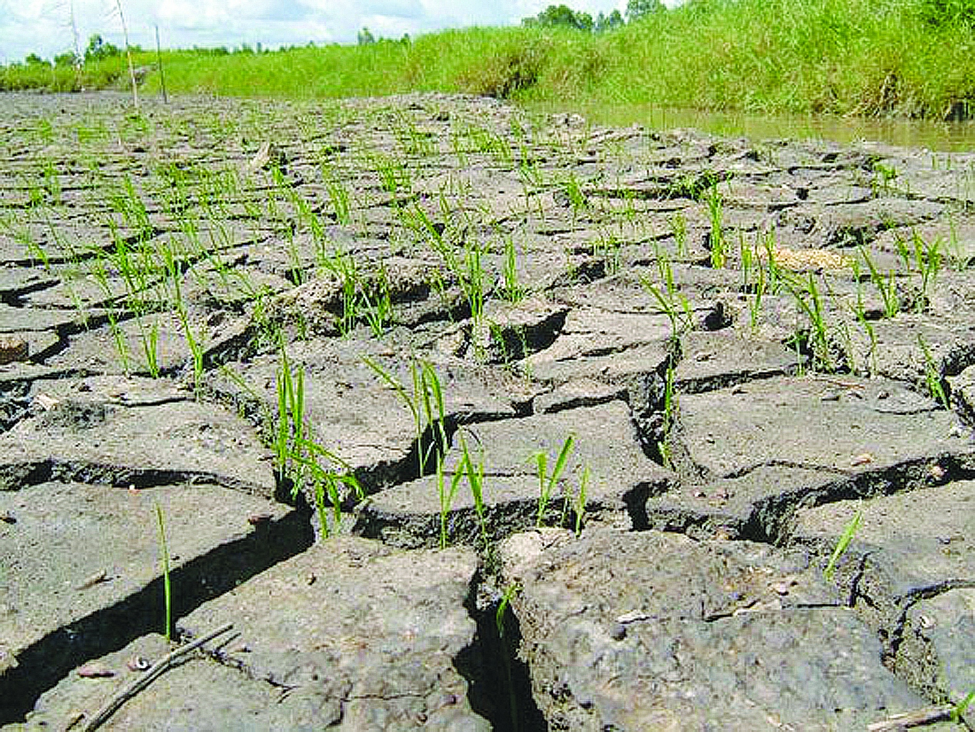Nghiên cứu ảnh hưởng của biến đổi khí hậu tới kinh tế nông nghiệp Việt Nam