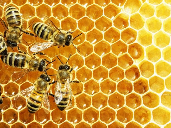 Mật ong là một chất chống oxy hóa tuyệt vời. Nguồn: internet