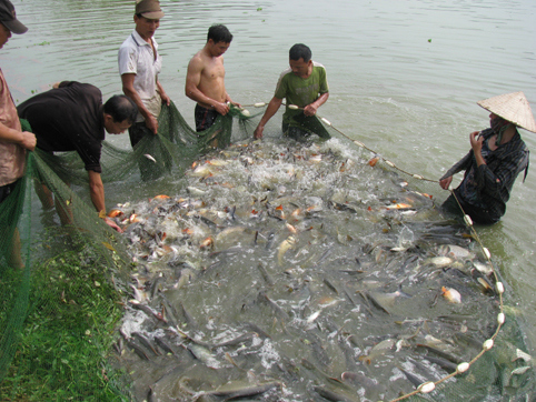 Nuôi trồng thủy sản theo hướng an toàn sinh học là hướng đi bền vững cho ngành thủy sản Việt Nam. Nguồn: internet