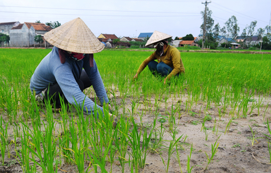 Chuyển đổi từ trồng lúa sang trồng cây hàng năm hoặc trồng lúa kết hợp nuôi trồng thủy sản phải có đủ 3 điều kiện.