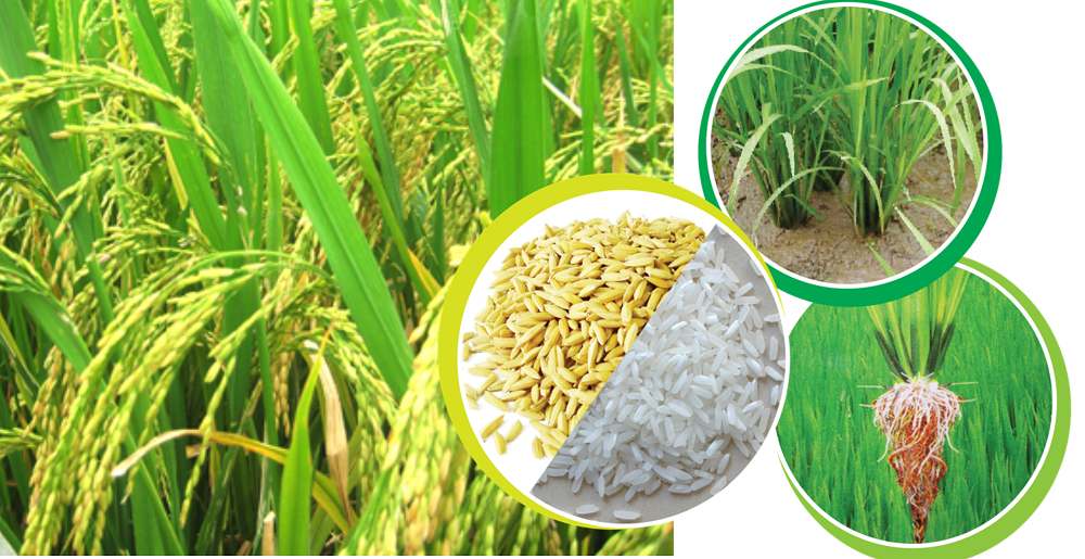 Năm 2030, đưa gạo Việt Nam trở thành thương hiệu hàng đầu thế giới.