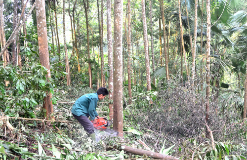 Người dân thôn Nà Tha, xã Hồng Quang (Lâm Bình) khai thác gỗ rừng trồng.