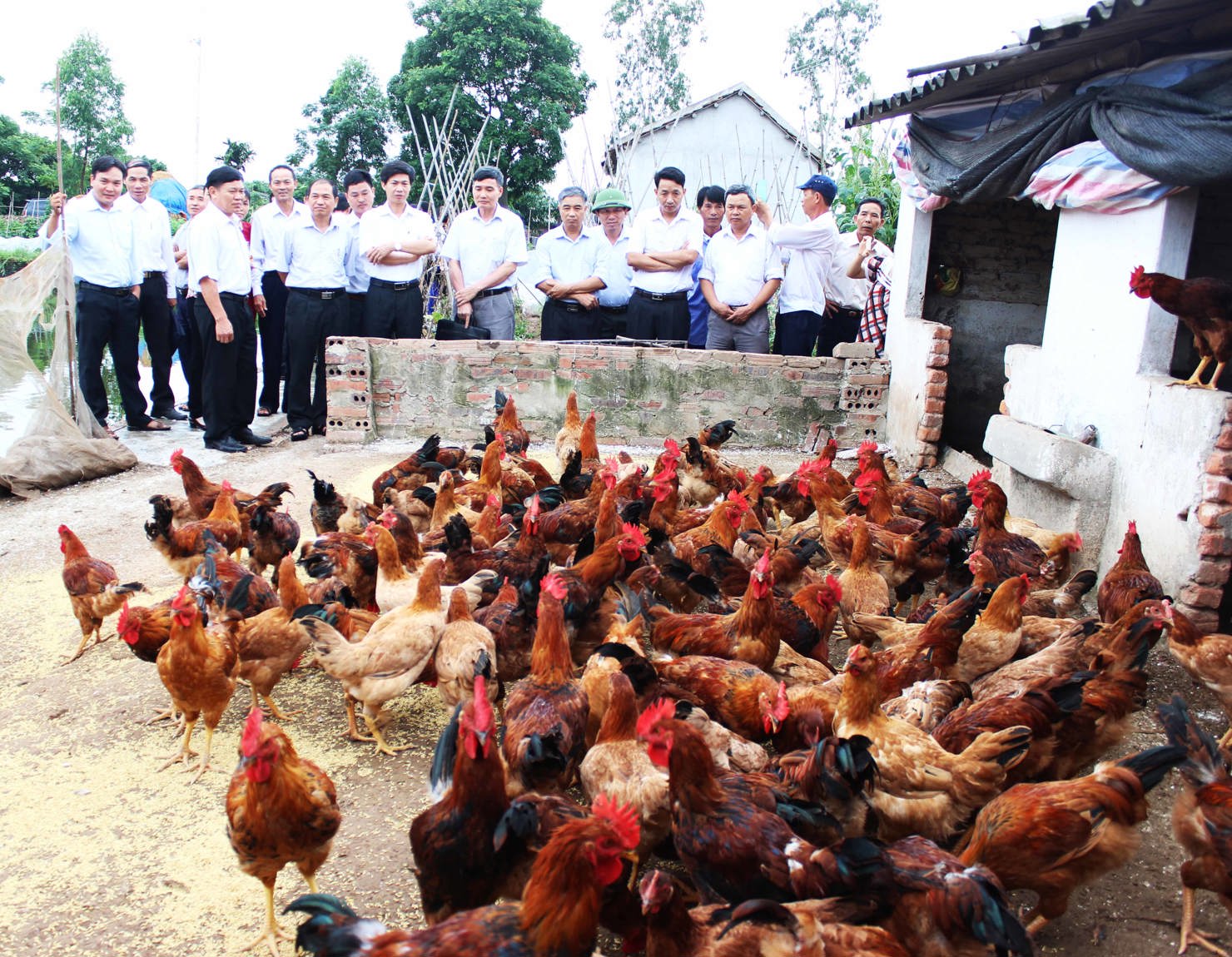 Mô hình chăn nuôi gà J-Dabaco theo hướng hàng hóa tại 2 xã Nam Tân và Hiệp Cát.