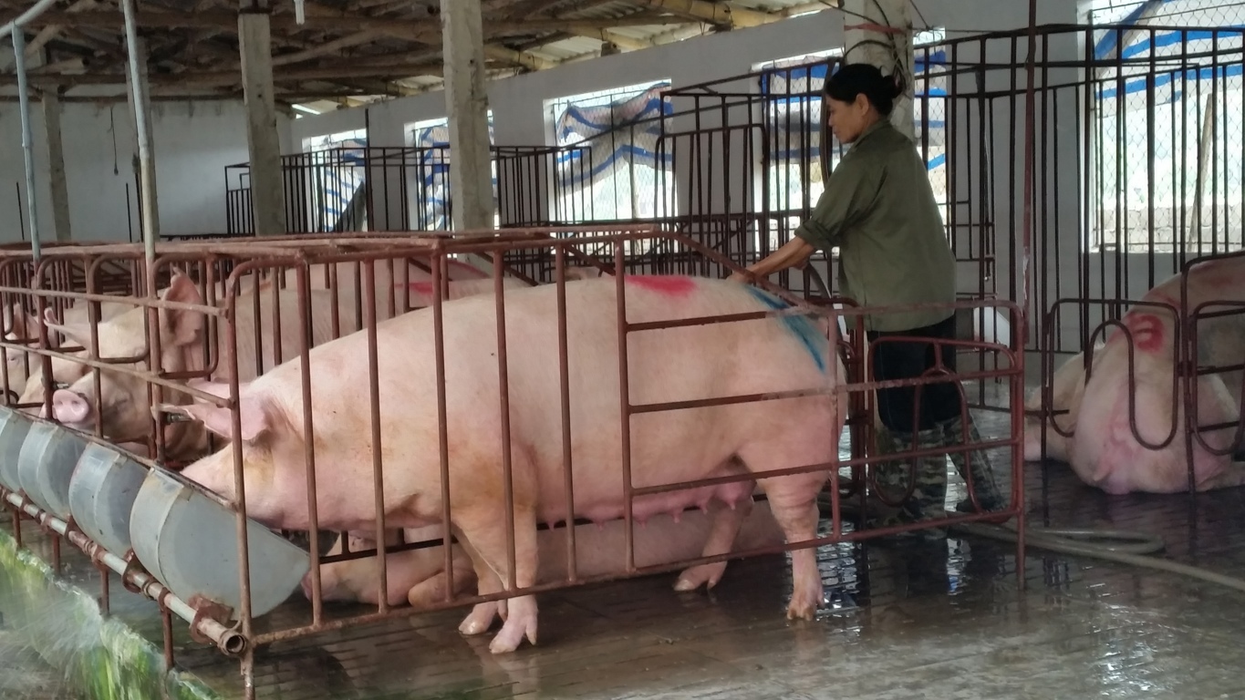 Một trang trại nuôi Lợn của người dân thị xã Tam Điệp.