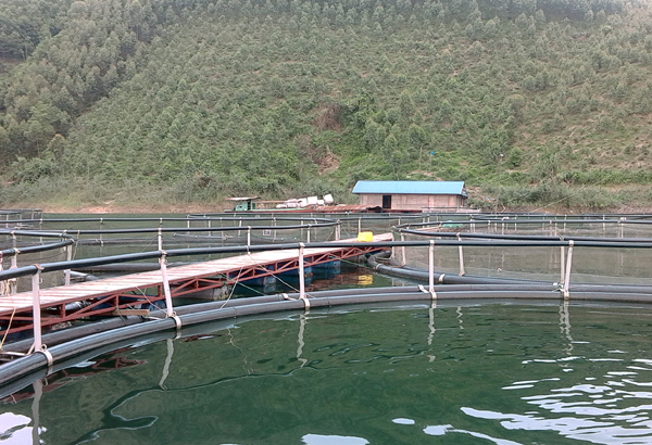 Phát triển nuôi cá lồng và cá quây lưới trên eo ngách hồ Thác Bà cho năng suất trung bình khoảng 2 đến 2,5 tấn/ha.
