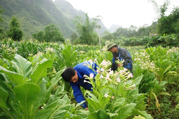 Hiện nay, toàn huyện Trùng Khánh có 6 doanh nghiệp tham gia hỗ trợ giống, phân bón, than sấy, lò sấy thuốc lá cho nông dân.