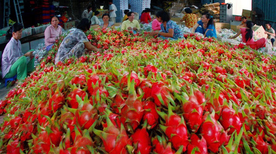 Nông sản xuất khẩu được nhận định là thế mạnh của Việt Nam. Nguồn: internet