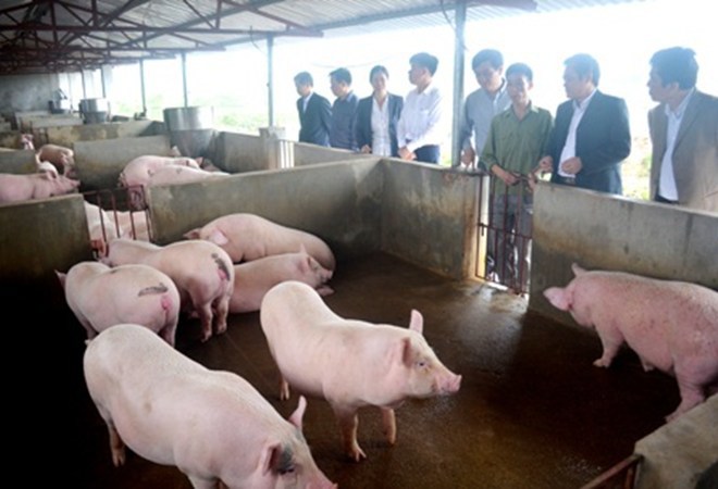 Mô hình chăn nuôi lợn của anh Lê Văn Tân, thôn Đông Hà, xã Tân Lập, huyện Đầm Hà, Quảng Ninh.