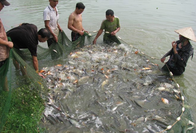 Nuôi trồng thủy sản theo hướng an toàn sinh học là hướng đi bền vững cho ngành thủy sản Việt Nam. 