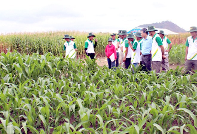 Đồng Nai là một trong những địa phương đầu tiên của cả nước triển khai trồng thử nghiệm giống bắp biến đổi gen có khả năng kháng sâu và chống chịu thuốc trừ cỏ.