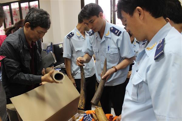 Lực lượng Hải quan kiểm tra, bắt giữ 105 khúc ngà voi qua Sân bay quốc tế Nội Bài.