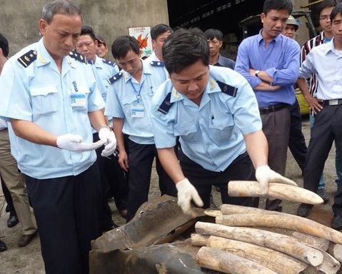 Lực lượng chống buôn lậu Hải quan Hải Phòng tiến hành khám phá lô ngà voi.