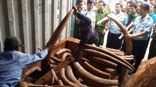 Tang vật bị phát hiện là 2.052kg ngà voi có giá trị thị trường có thể lên đến hàng trăm tỷ đồng.
