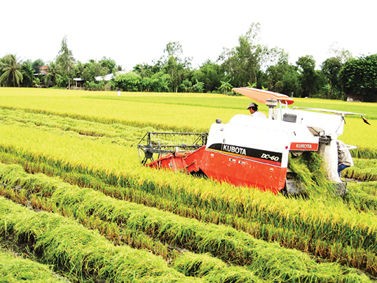 Nông dân đang thu hoạch lúa thơm ở ĐBSCL. Ảnh: Trung Chánh
