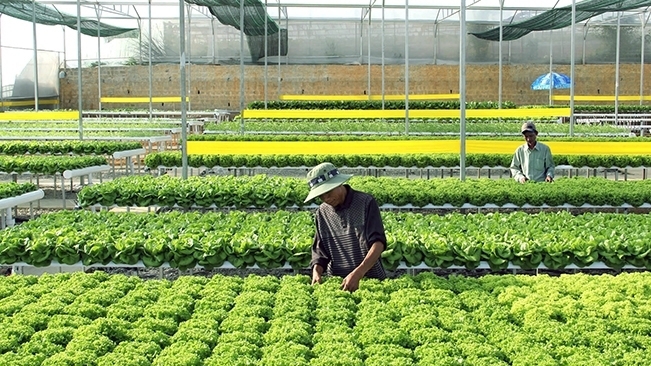 Nông sản Việt Nam đang vấp phải hệ thống rào cản kỹ thuật ngày càng cao từ các nước nhập khẩu. Nguồn: internet