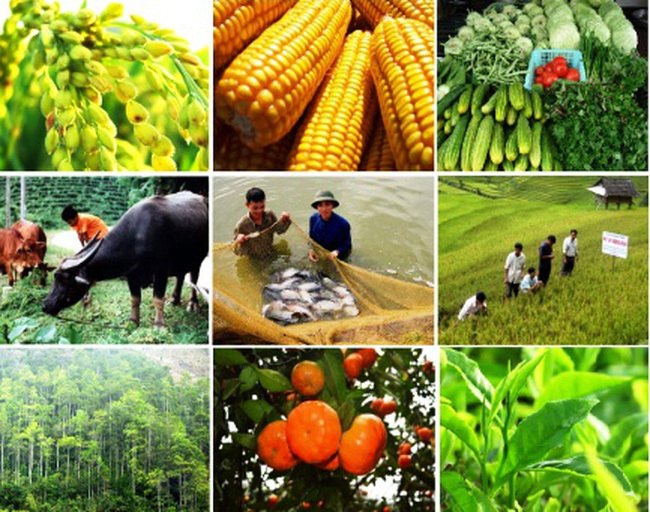 Liên kết sản xuất và tiêu thụ sản phẩm nông nghiệp là xu hướng tất yếu để đảm bảo sự phát triển bền vững. Nguồn: internet