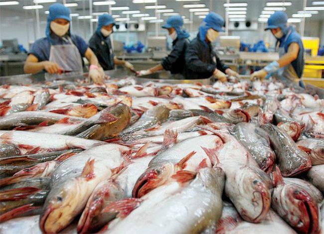 Bộ Công Thương Việt Nam chỉ trích mức thuế chống bán phá giá mới của Mỹ đối với cá tra, cá ba sa nhập từ Việt Nam. Nguồn: internet